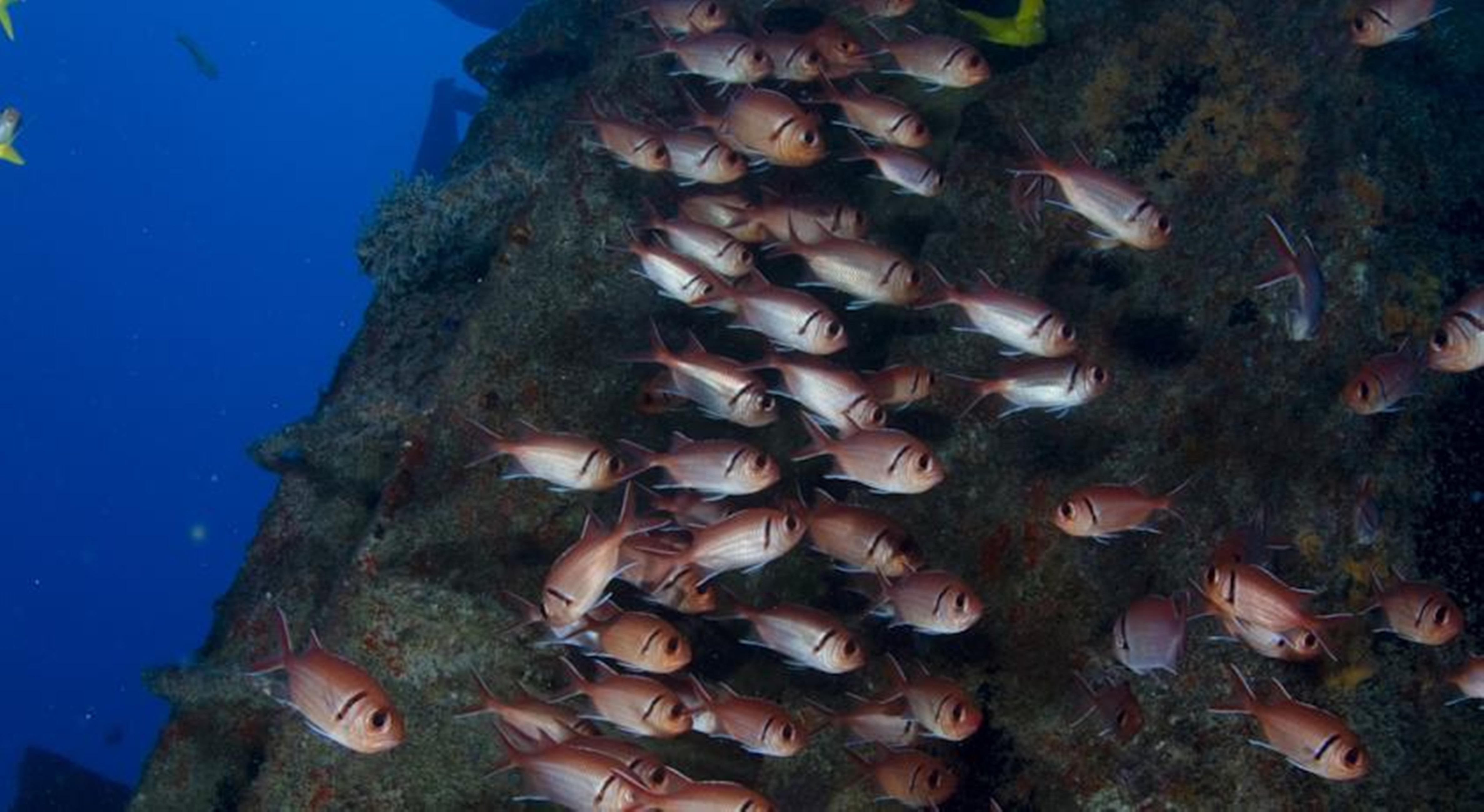 Serrambi Resort Pôrto das Galinhas Eksteriør bilde