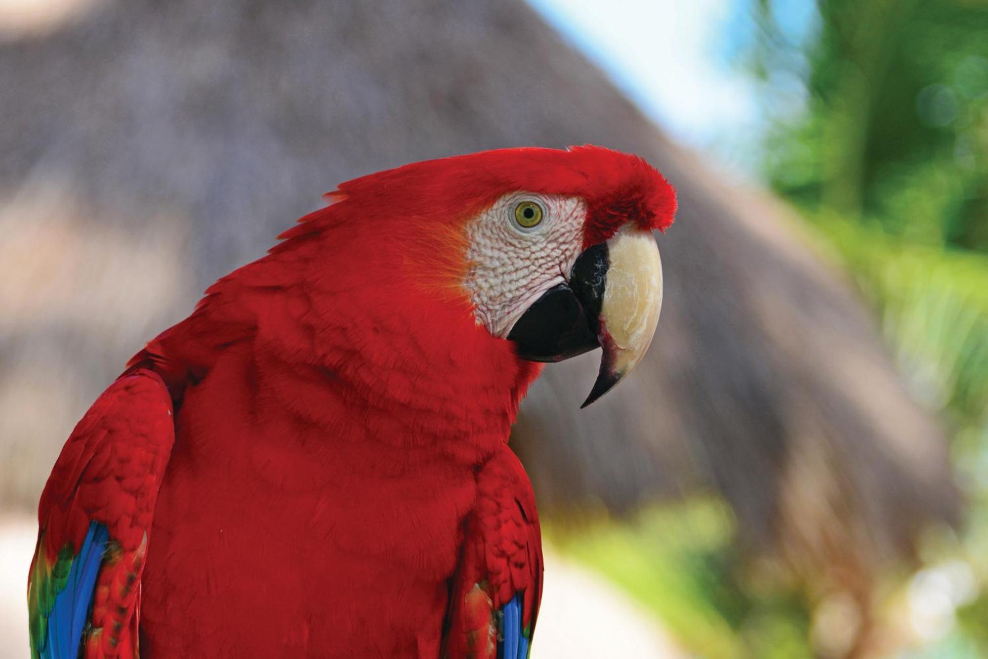 Serrambi Resort Pôrto das Galinhas Eksteriør bilde