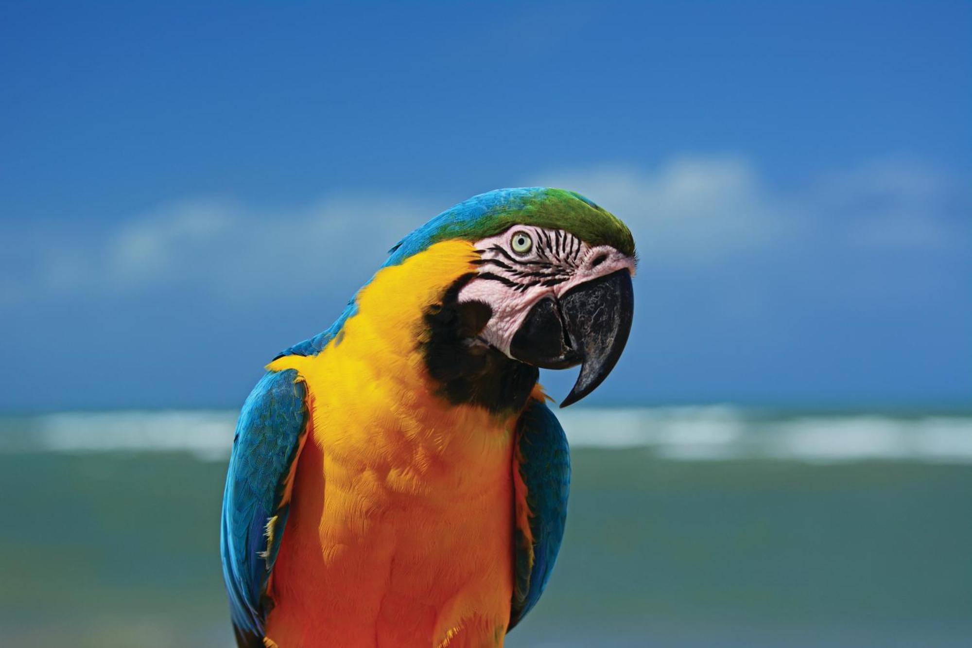 Serrambi Resort Pôrto das Galinhas Eksteriør bilde