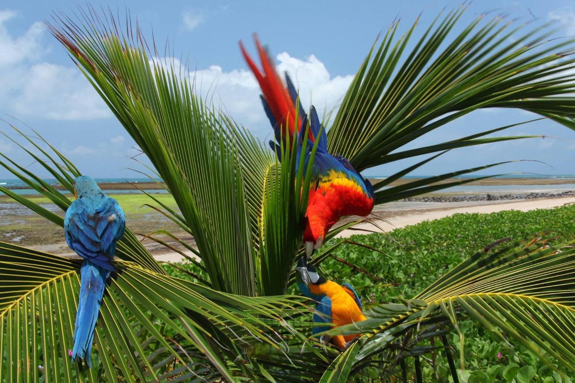 Serrambi Resort Pôrto das Galinhas Eksteriør bilde